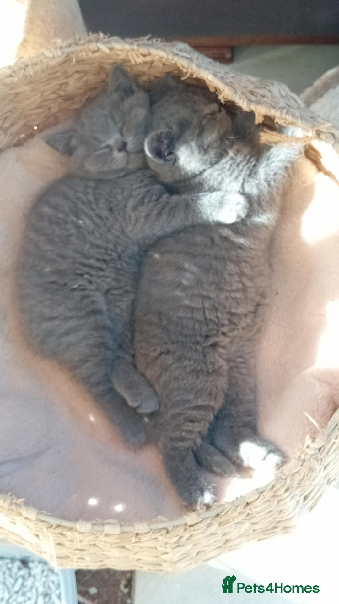 British Shorthair cats Beautiful British short-hair kittens  - Advert 2