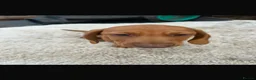 Miniature Dachshund dogs for sale: Dachshund  in Burton-on-Trent - Advert 11