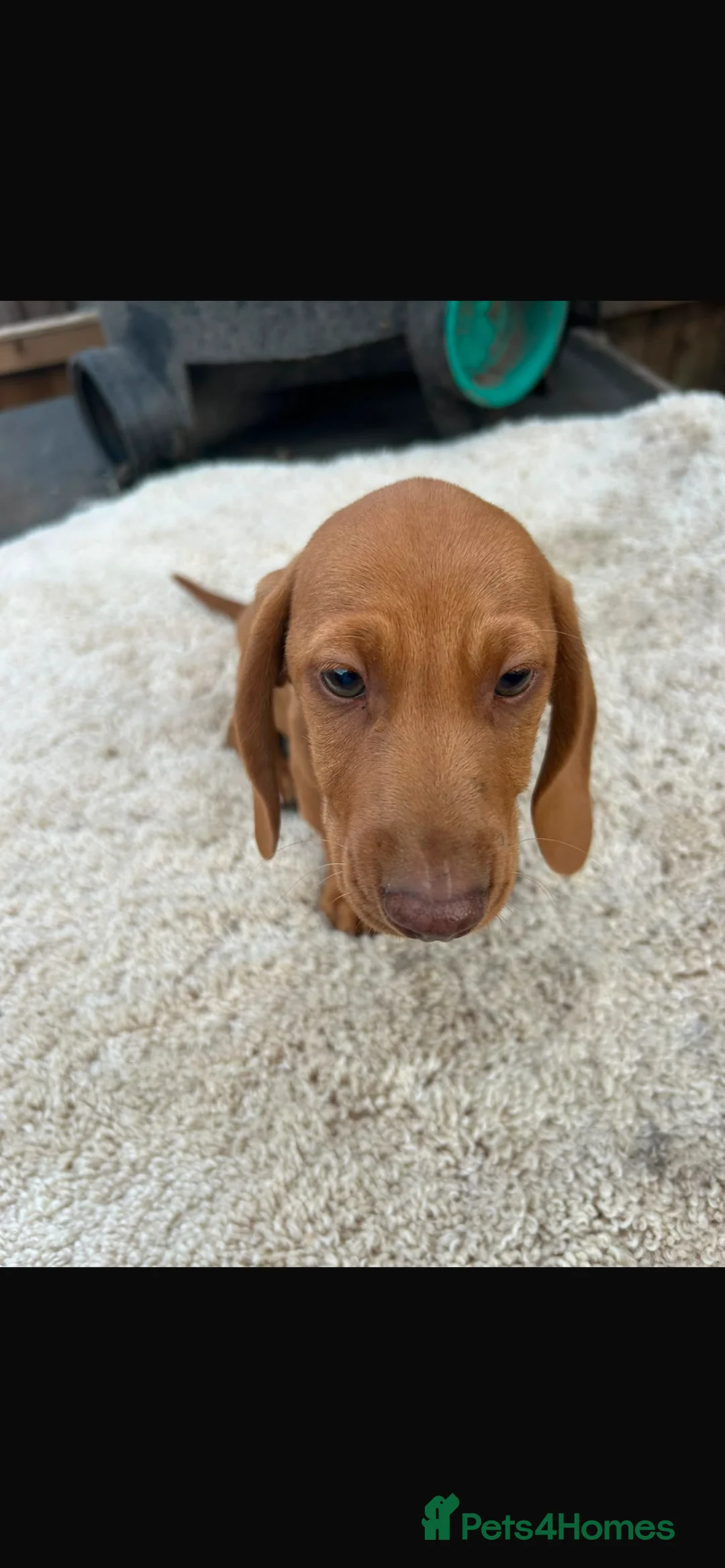 Miniature Dachshund dogs for sale: Dachshund  in Burton-on-Trent - Advert 11