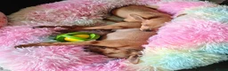 Miniature Pinscher dogs for sale: Lovely red boy ready for loving home in Edinburgh - Advert 11