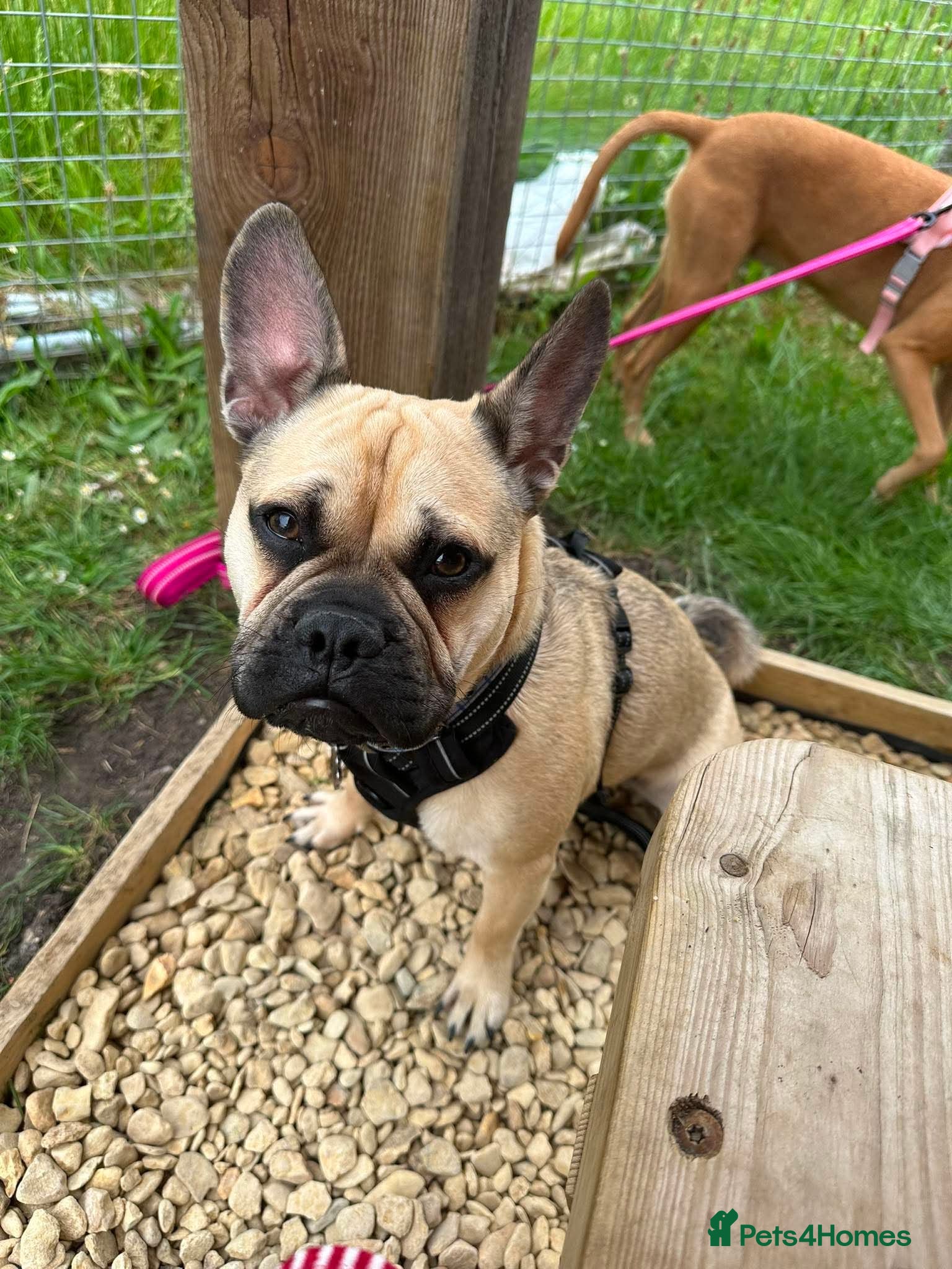 Frug dogs Milo the frug - Advert 13
