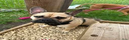 Frug dogs for sale: Milo the frug - Advert 1