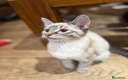 Mixed Breed cats for sale: 2 beautiful female kittens for sale - Image 9