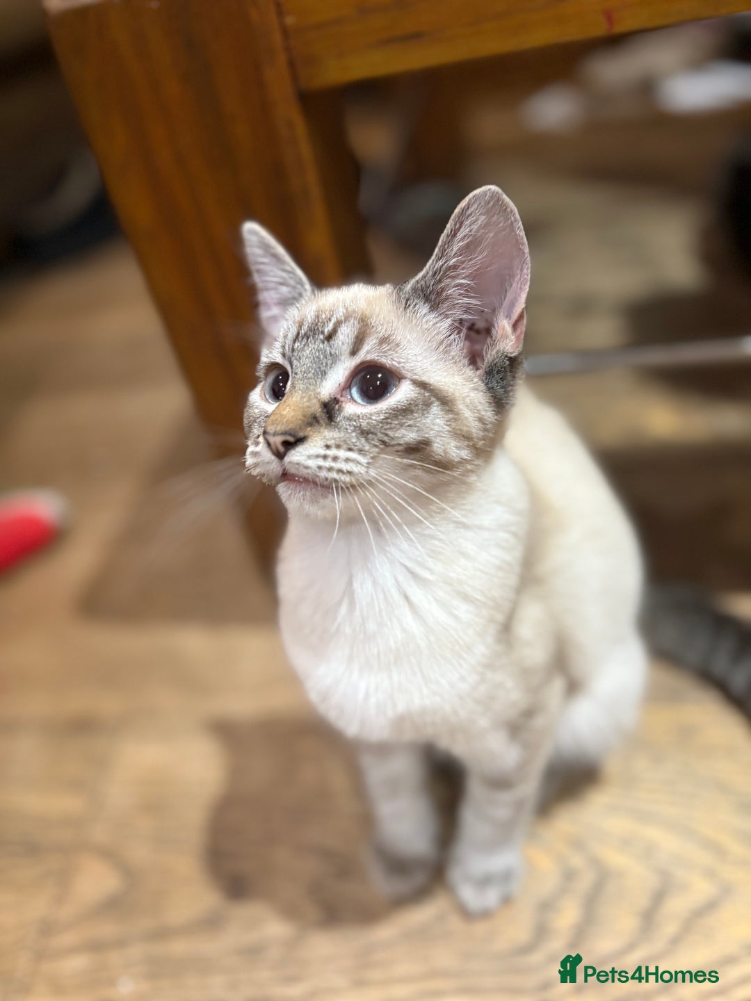 Mixed Breed cats for sale: 2 beautiful female kittens for sale - Image 9