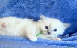 Ragdoll cats for sale: 6 Beautiful Ragdolls - Image 6