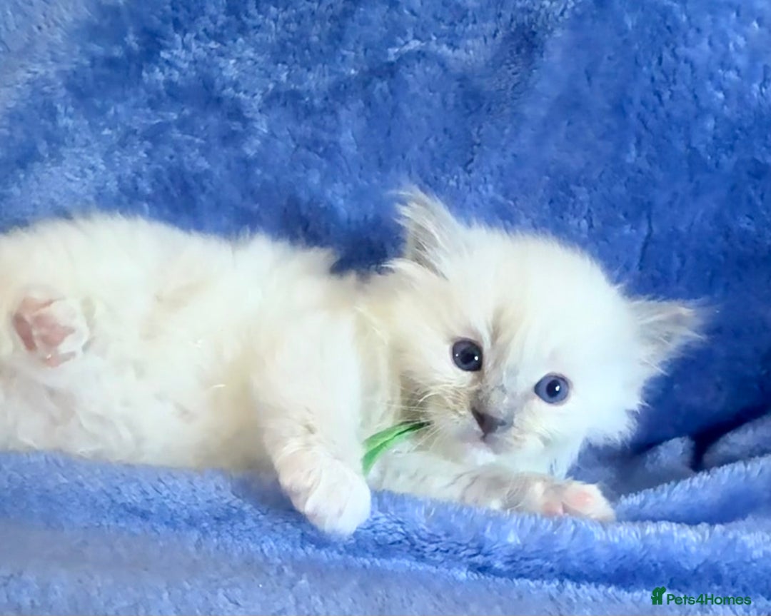 Ragdoll cats for sale: 6 Beautiful Ragdolls - Image 6