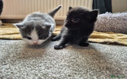 Ragdoll cats for sale: Ragdoll X Kittens  - Image 11