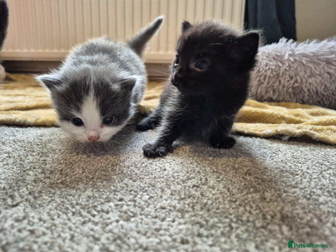 Ragdoll cats for sale: Ragdoll X Kittens  - Image 11