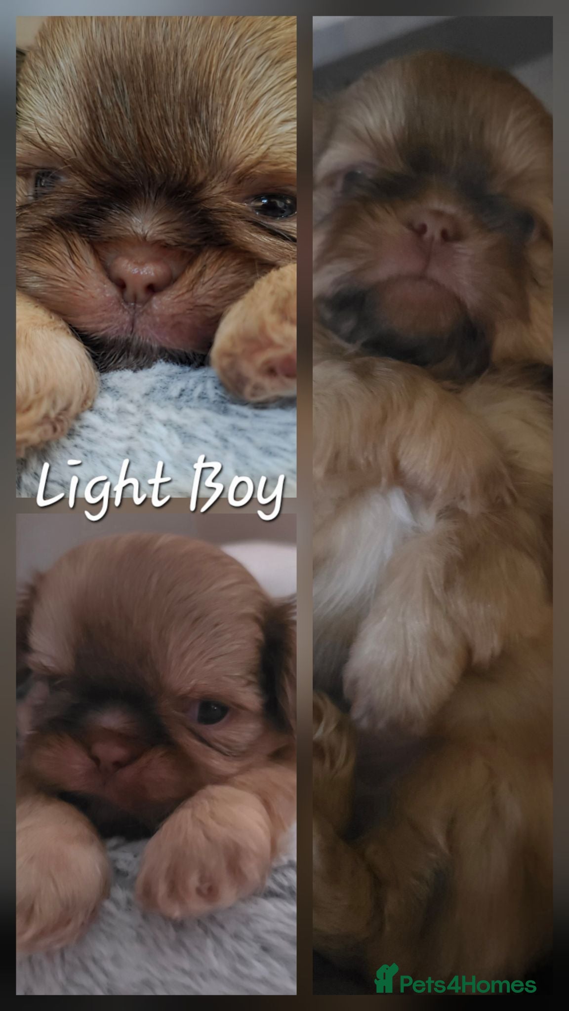 Shih Tzu dogs Imperial Chocolate Shih Tzu puppies - Advert 2