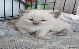 Ragdoll cats for stud: Handsome blue lynx Ragdoll for stud in Bathgate - Image 14