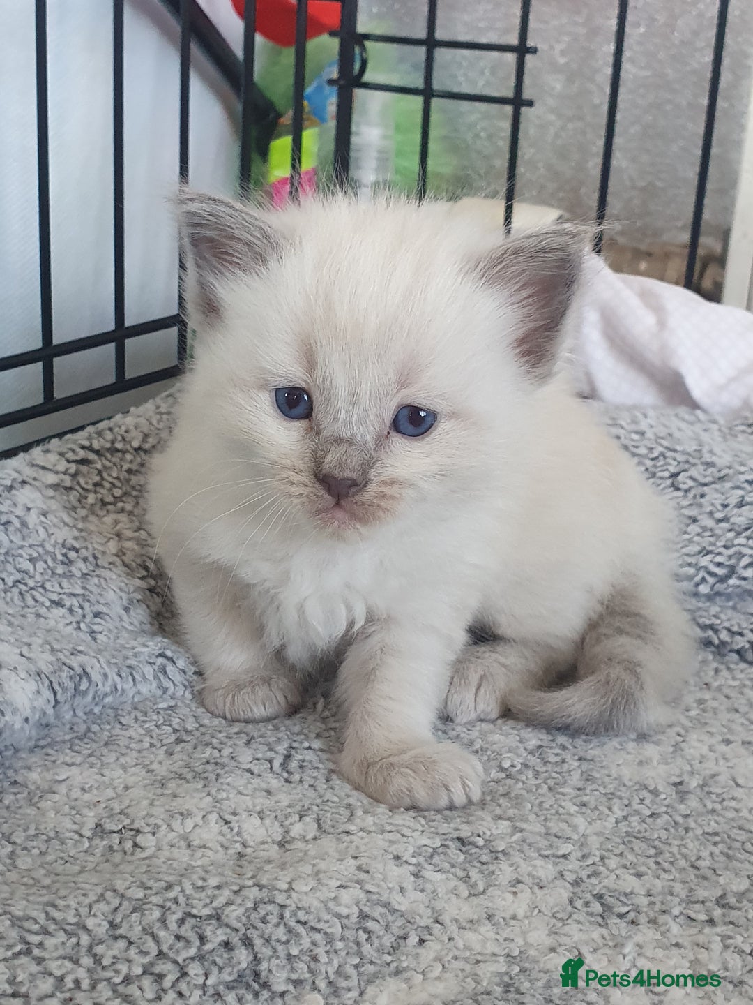 Ragdoll cats for stud: Handsome blue lynx Ragdoll for stud in Bathgate - Image 14