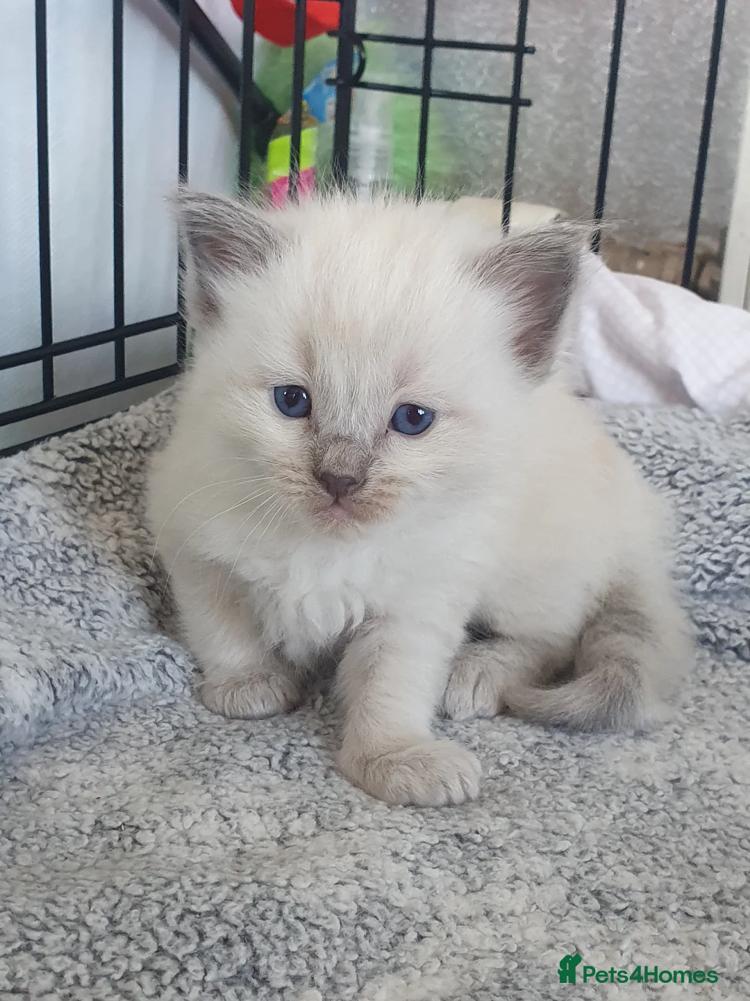 Ragdoll cats for stud: Handsome blue lynx Ragdoll for stud in Bathgate - Advert 15