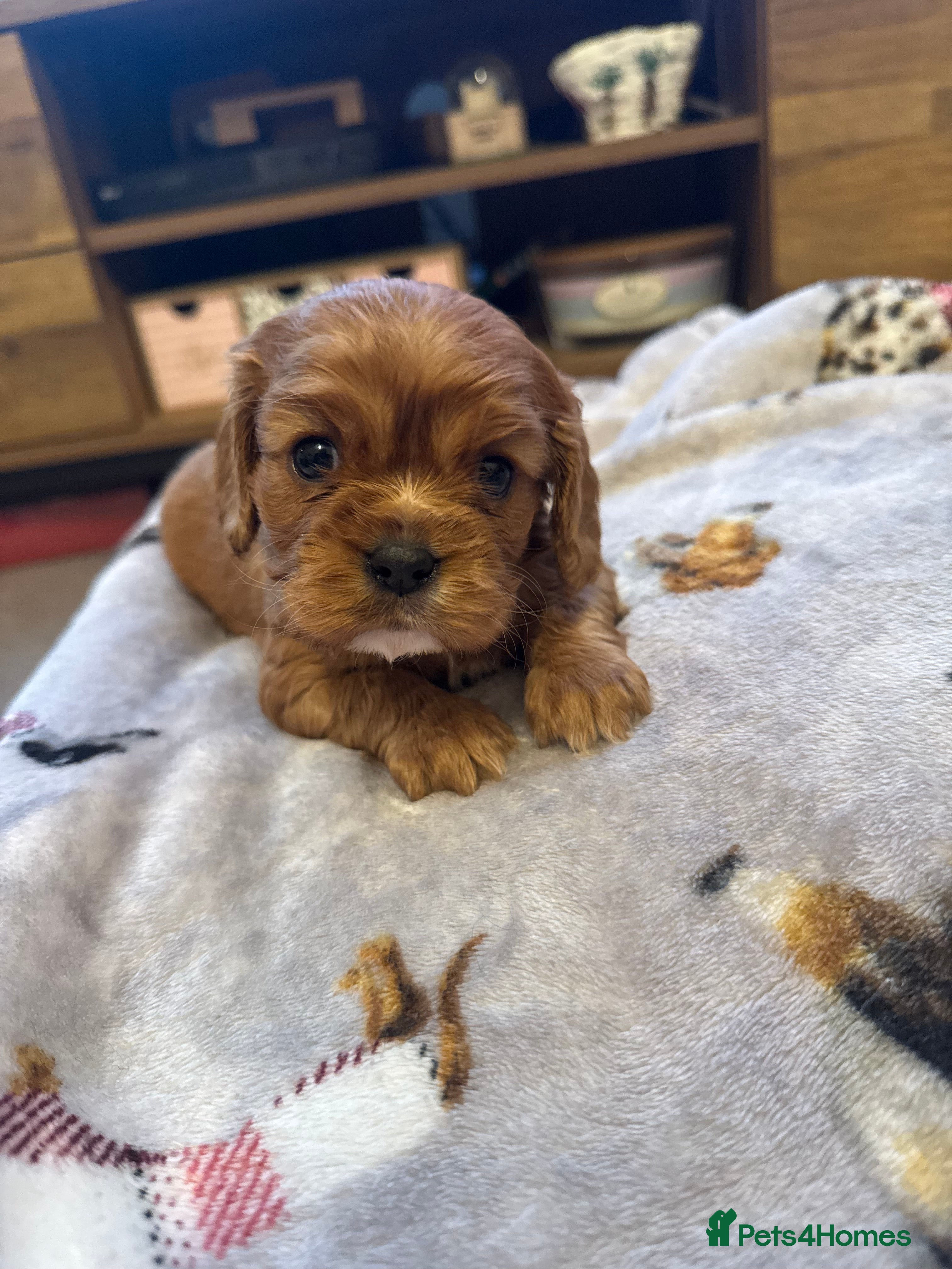 Cavalier King Charles Spaniel dogs KC & Health tested cavalier King Charles spaniels  - Advert 10