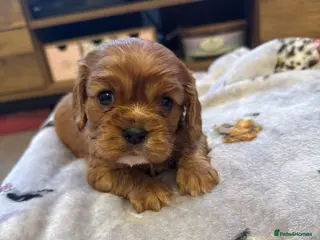 Cavalier King Charles Spaniel dogs KC & Health tested cavalier King Charles spaniels - Advert 10