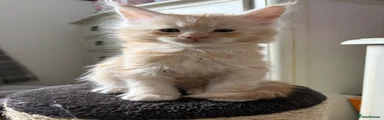 Maine Coon Kitten 4 Ralphie RESERVED