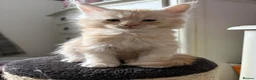 Maine Coon cats for sale: 🐈 ONLY 2 BOYS LEFT! READY FRIDAY 29TH MAY!!! 🐈 - Advert 32