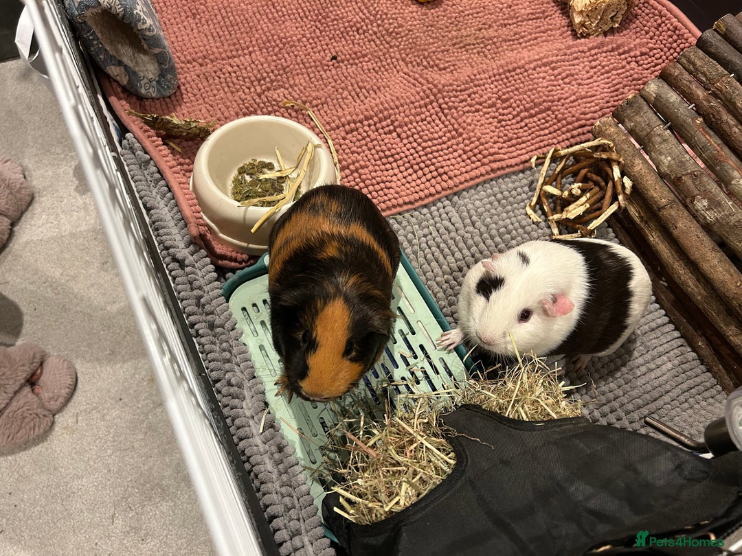 Guinea Pig rodents for sale: 2 Female Guinea Pigs - Advert 5