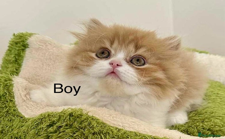British Shorthair cats - Advert 12