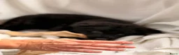 German Shepherd dogs for sale: 🐾 KC Registered German Shepherd Puppies 🐾 - Advert 16