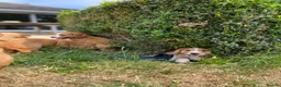Cocker Spaniel dogs for sale: OFTW Kc working cocker spaniel pups  - Advert 6