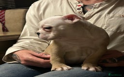 English Bulldog dogs for sale: Beautiful girl English bulldog - Image 3