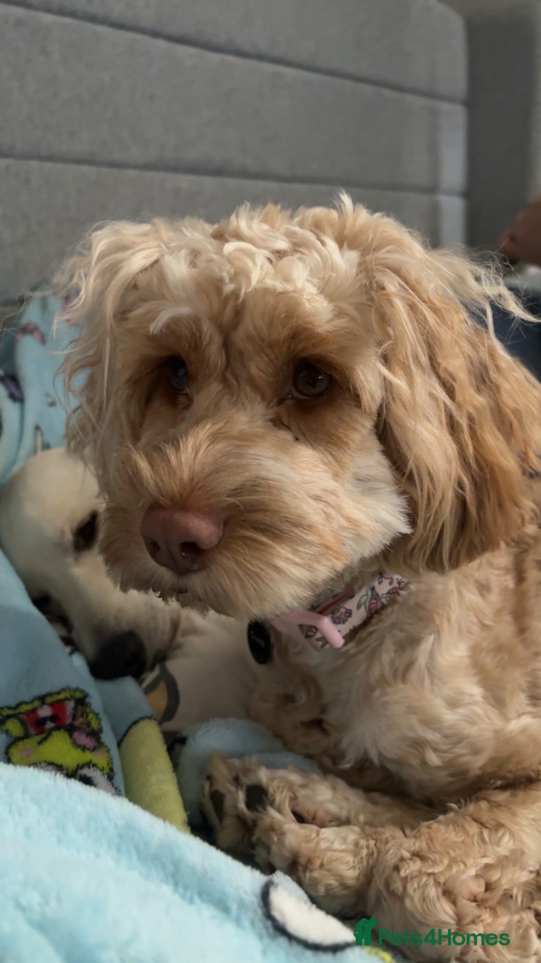 Cockapoo dogs Female cockapoo  - Advert 1