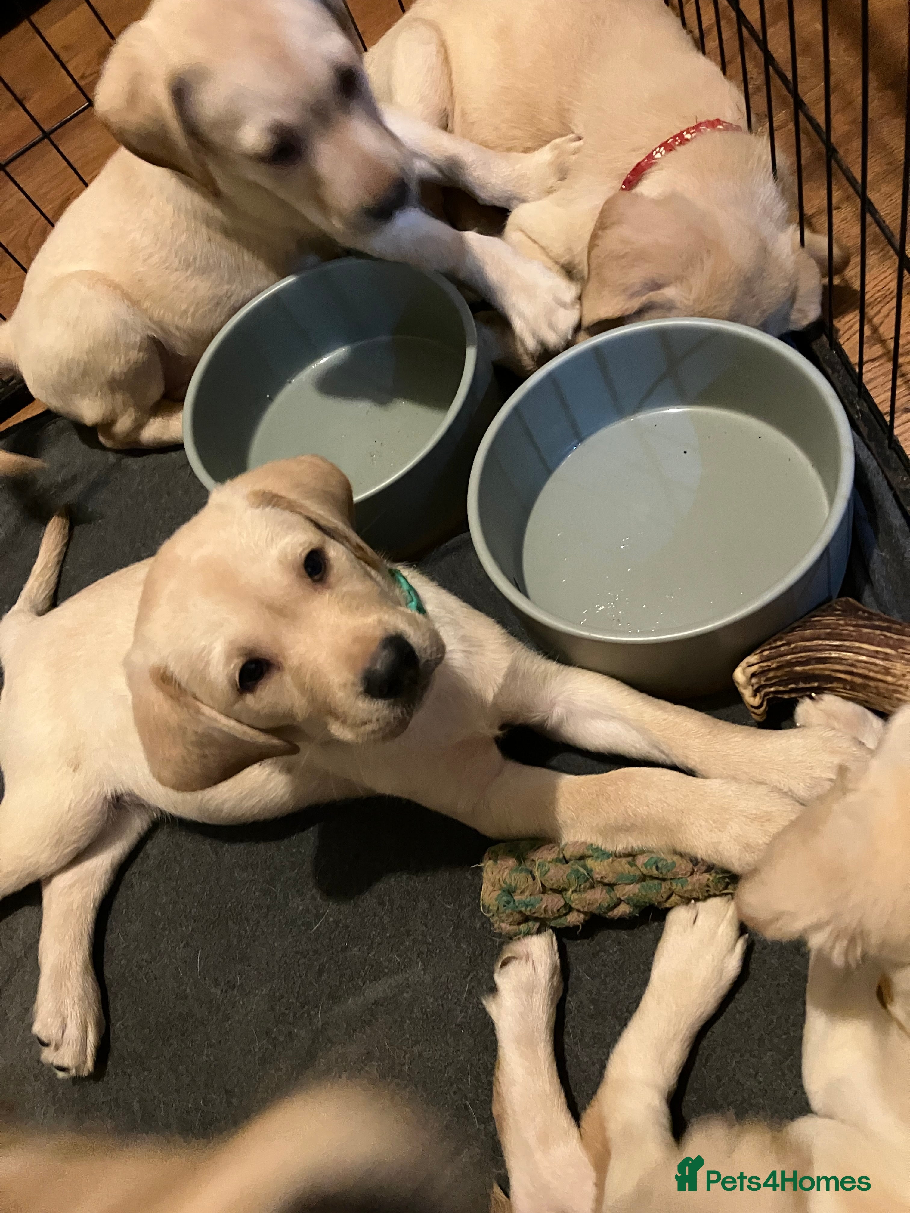 Labrador Retriever dogs for sale: Gorgeous Labrador puppies for sale - Advert 2