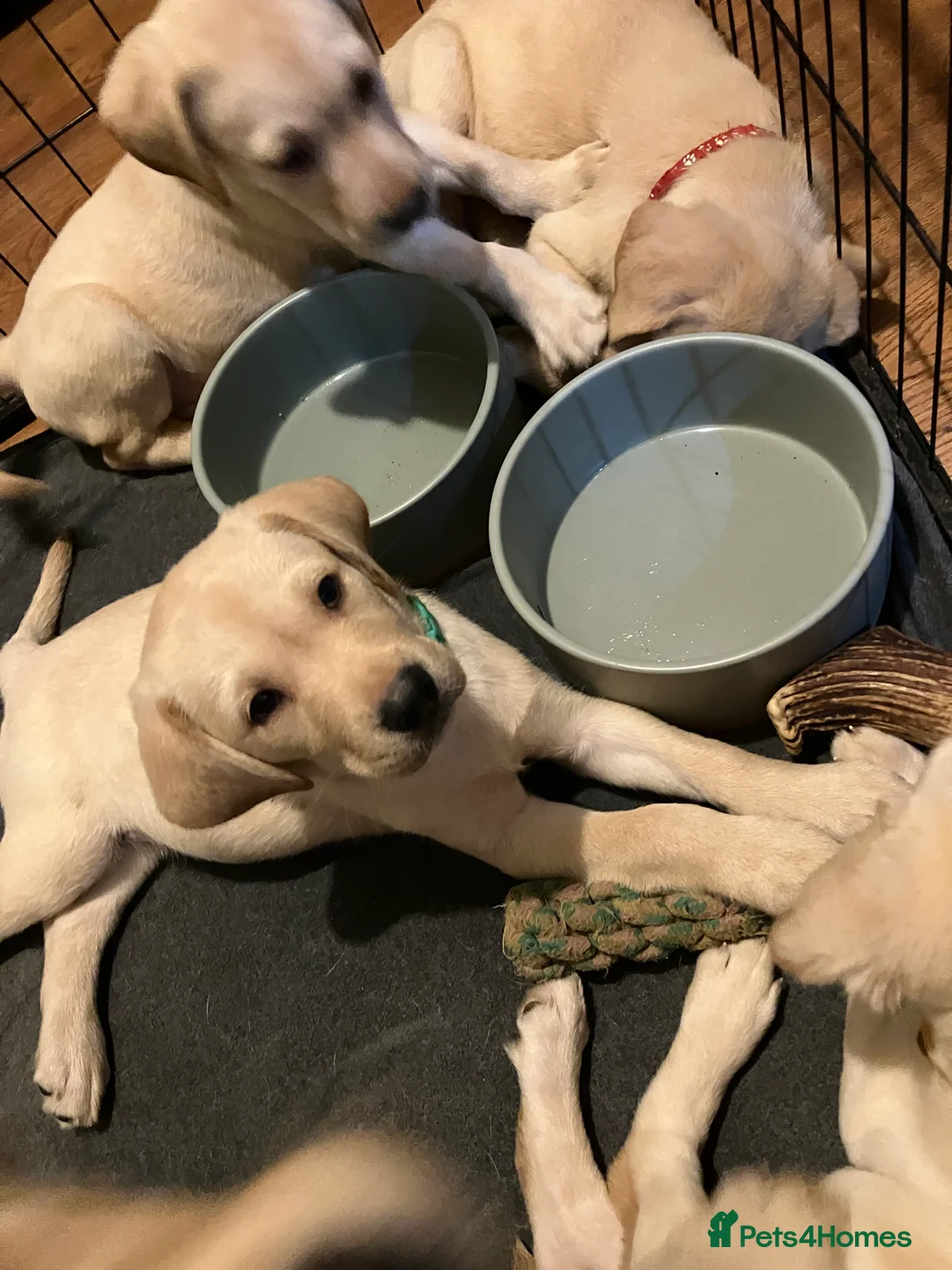 Labrador Retriever dogs for sale: Gorgeous Labrador puppies for sale - Advert 2