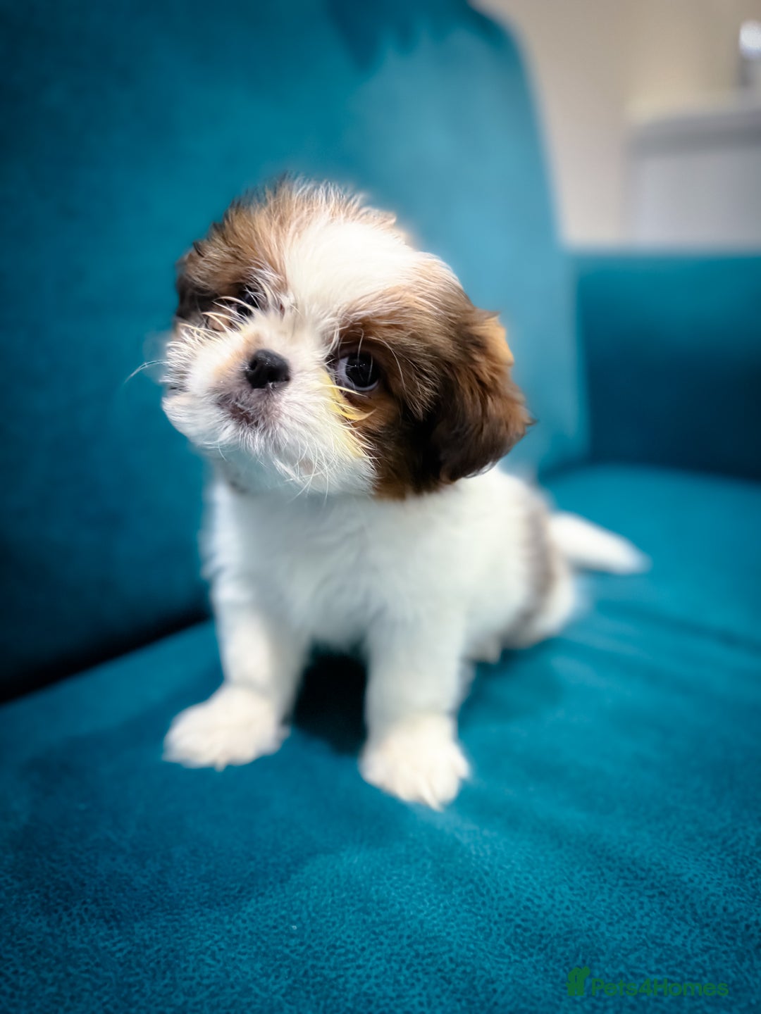 Mixed Breed dogs for sale: 🐶 Adorable Mixed-Breed Puppies Looking for Homes - Advert 18