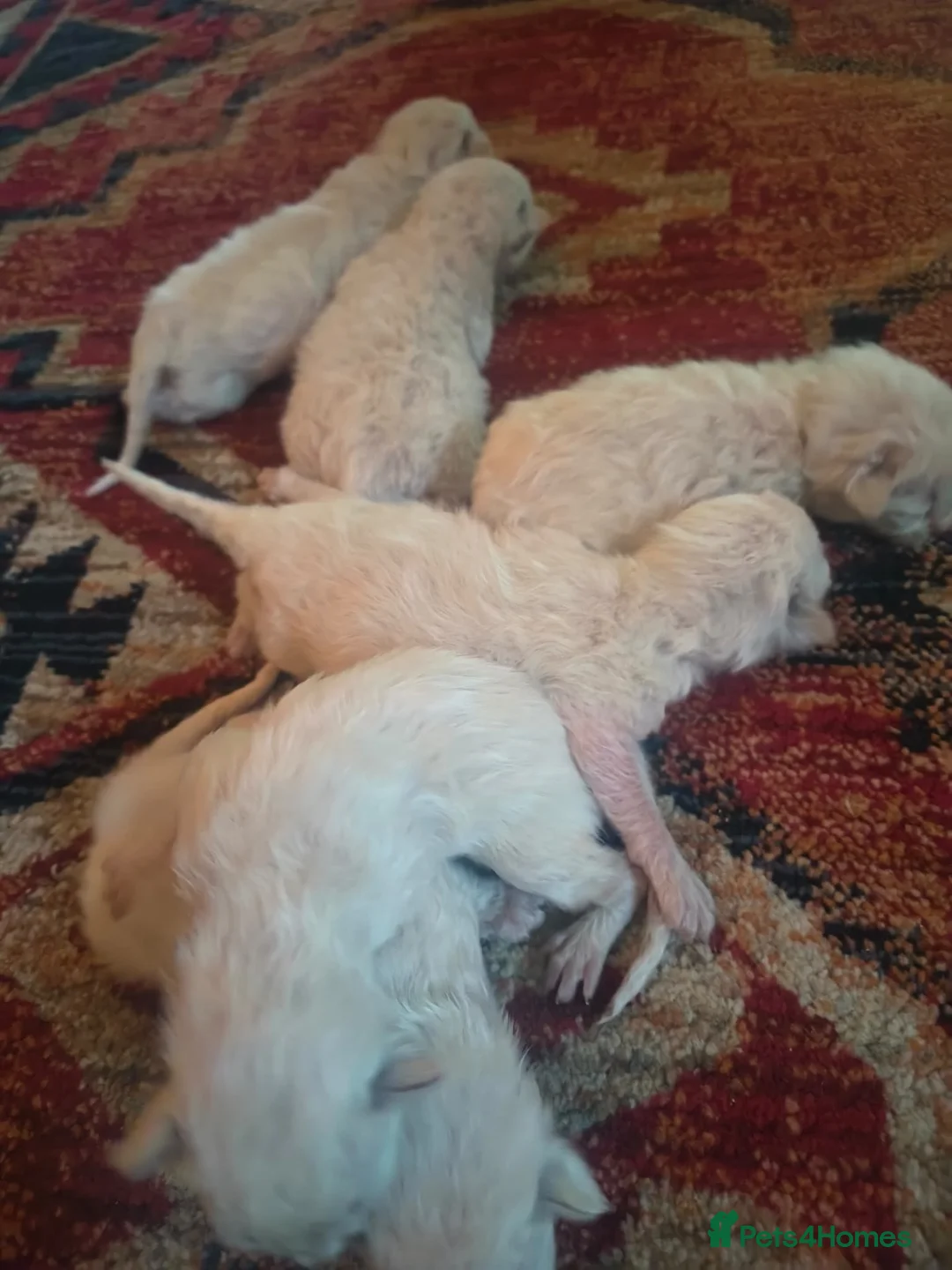 Ragdoll cats for sale: Blue ragdoll beauty’s  - Advert 6