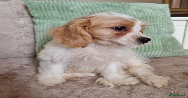 Cavapoo dogs - Advert 9