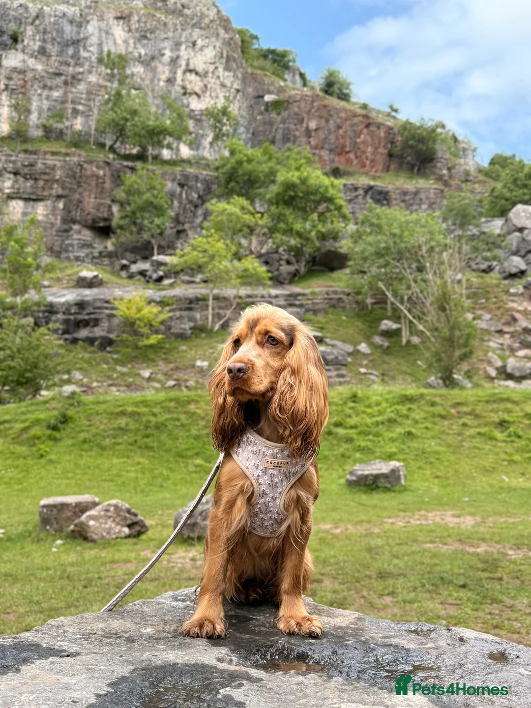 Cocker Spaniel dogs for sale: Beautiful 2 year old cocker spaniel  - Advert 1
