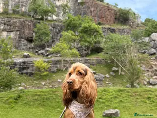 Cocker Spaniel dogs Beautiful 2 year old cocker spaniel - Advert 1