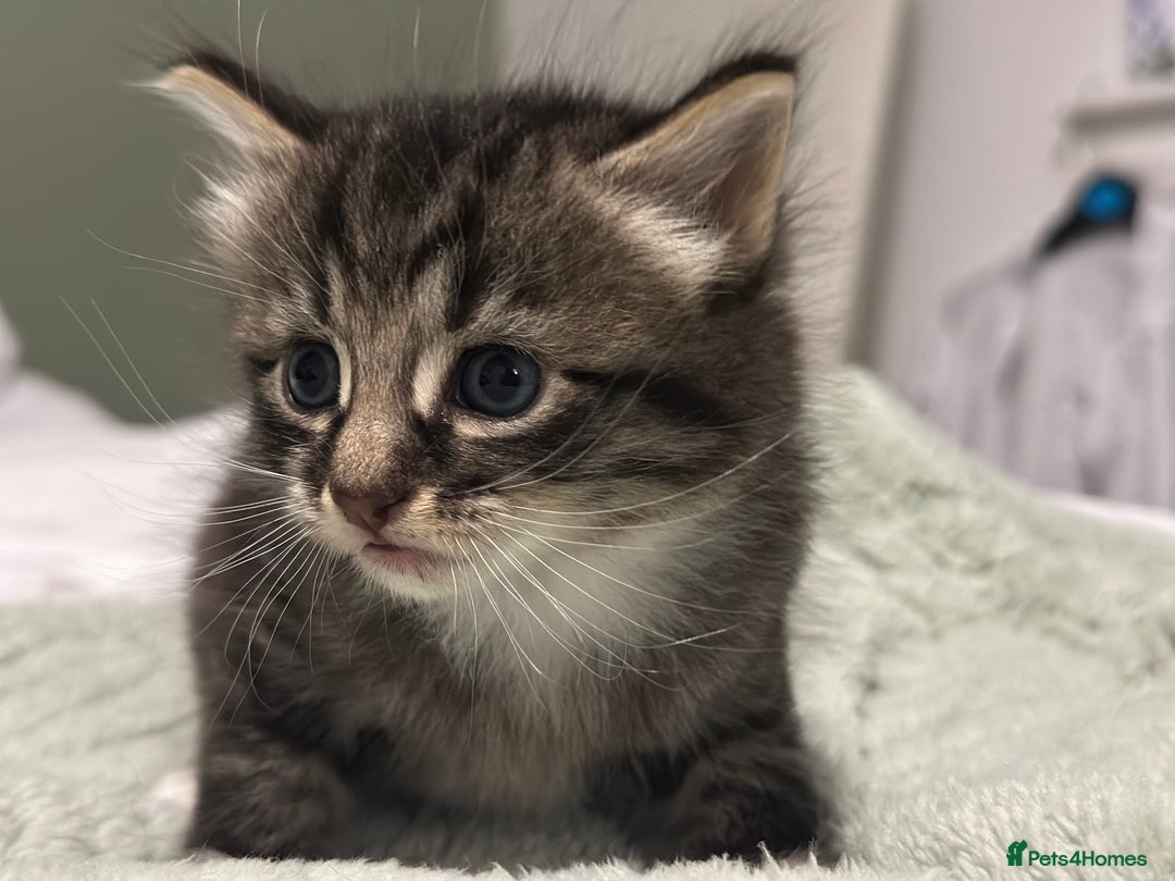 Brazilian Shorthair cats for sale: Kittens for sale  - Image 6