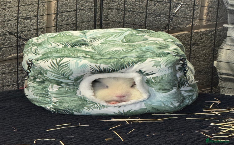 Guinea Pig rodents Surrender your piggy - Advert 12