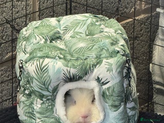 Guinea Pig rodents Surrender your piggy - Advert 19