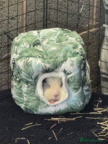 Guinea Pig rodents Surrender your piggy - Advert 12