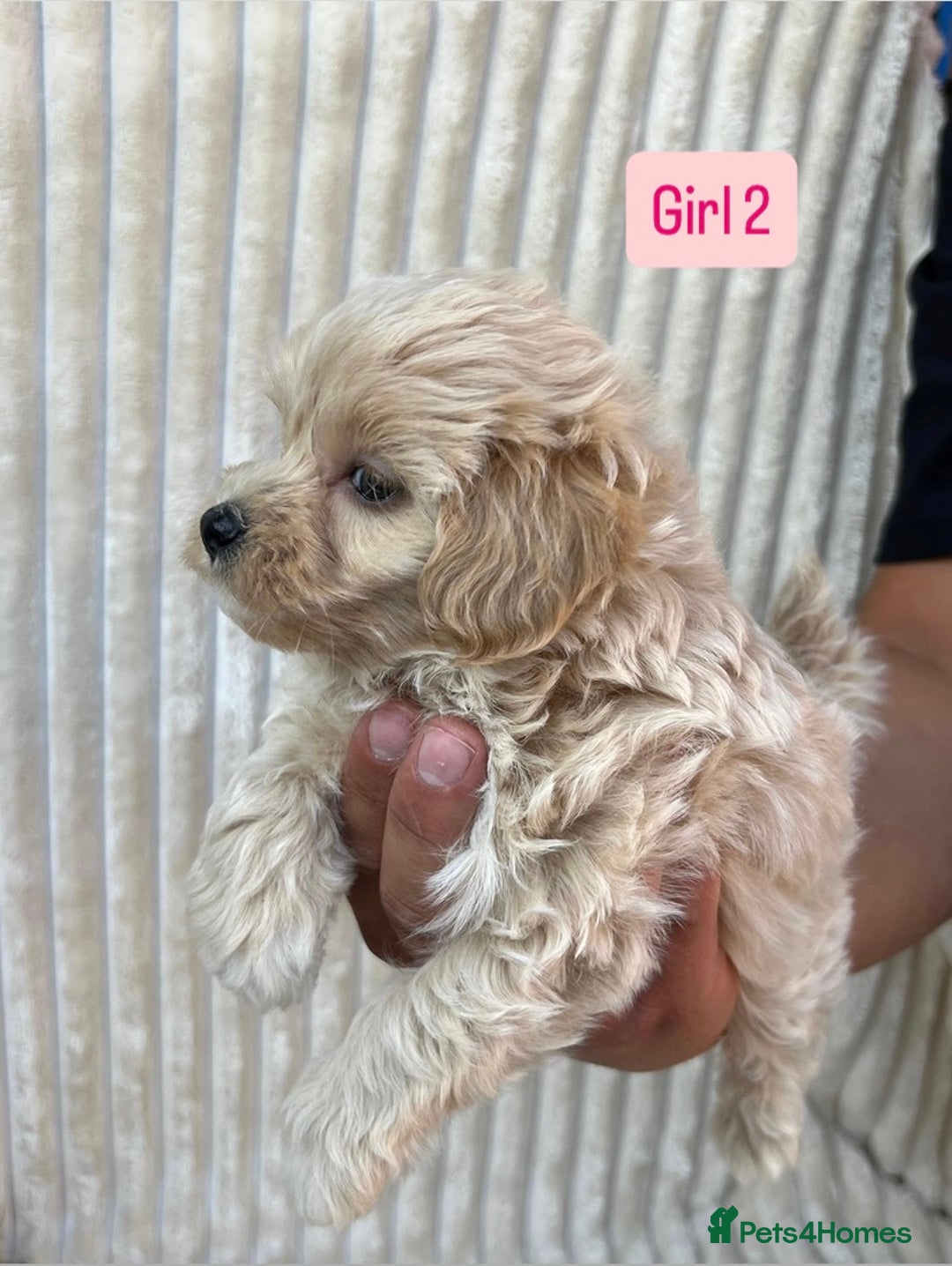 Maltipoo dogs for sale: Blue eyes F1 Maltipoo puppies - Image 12