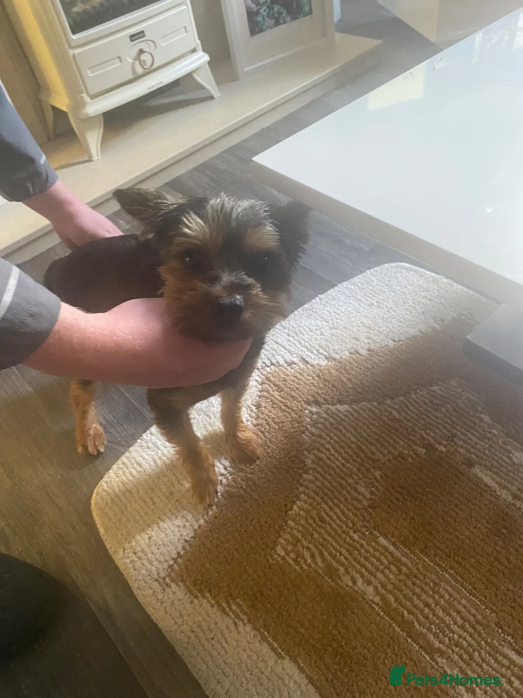 Yorkshire Terrier dogs for sale: Yorkshire terrier boy  - Advert 5