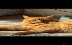 British Longhair cats for sale: Luca - domestic long hair - Image 2