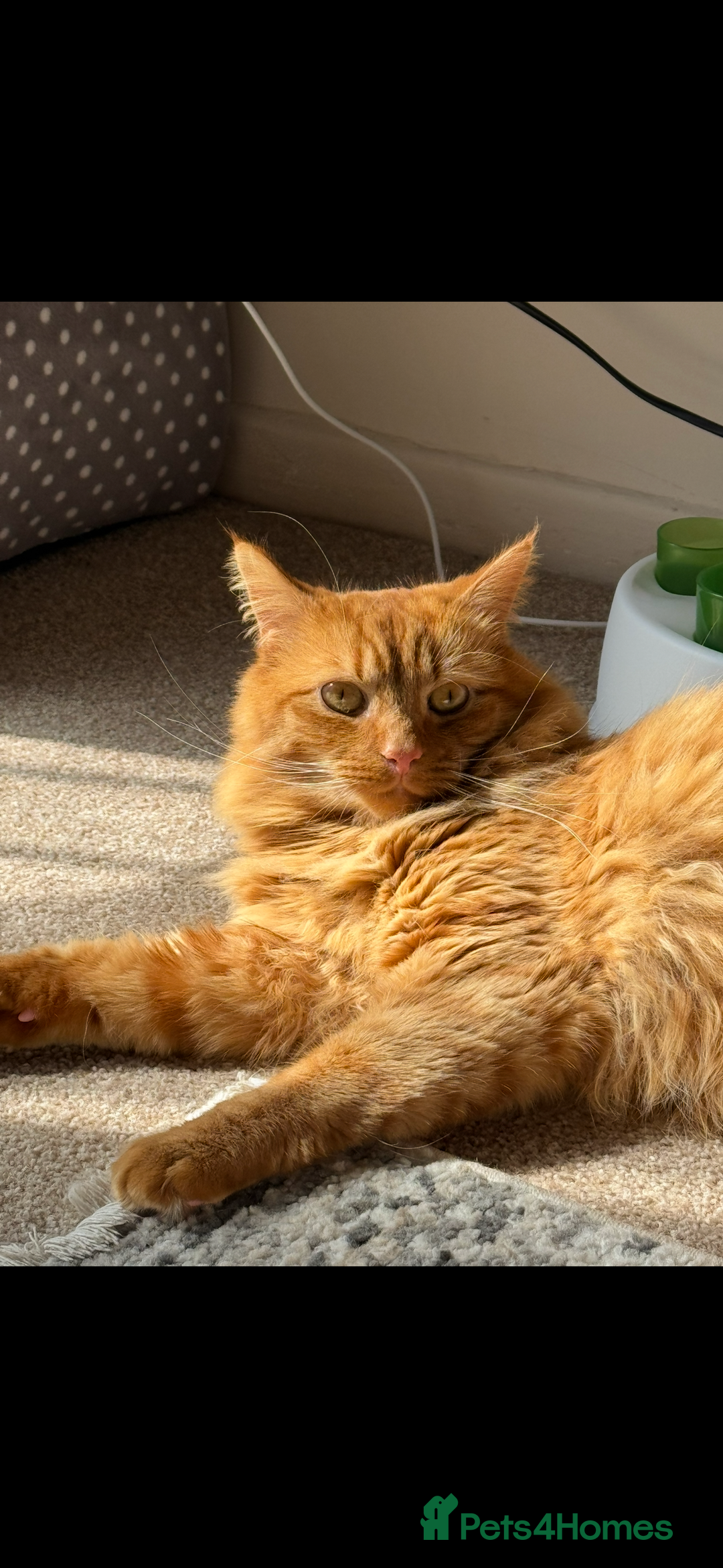 British Longhair cats for sale: Luca - domestic long hair - Image 2