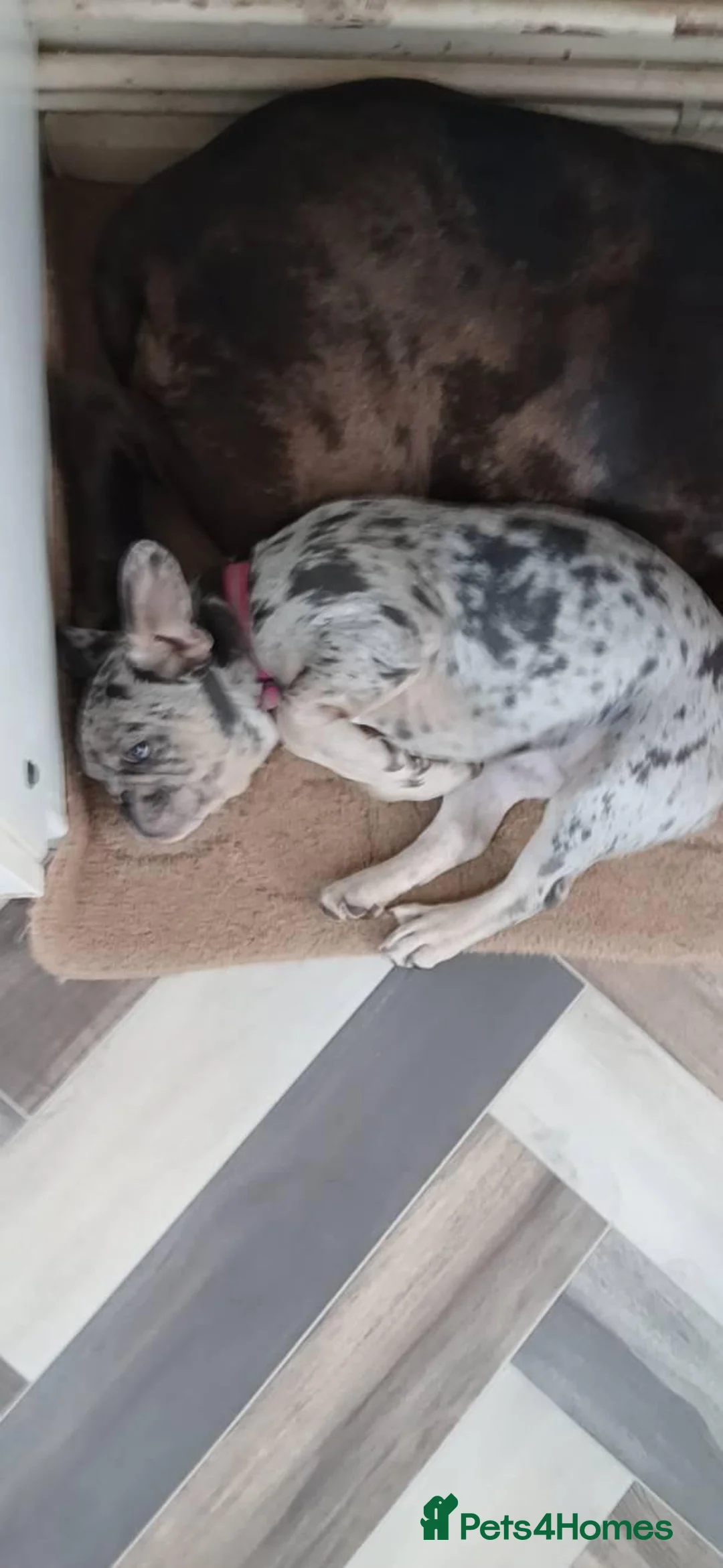 French Bulldog dogs for sale: Merle French bulldog  in London - Advert 2
