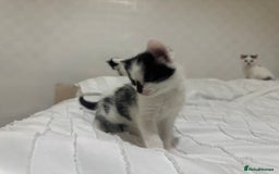Mixed Breed cats for sale: 3 beautiful kittens looking for new home - Image 14