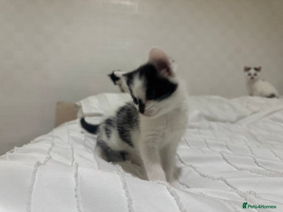 Mixed Breed cats for sale: 3 beautiful kittens looking for new home - Image 14