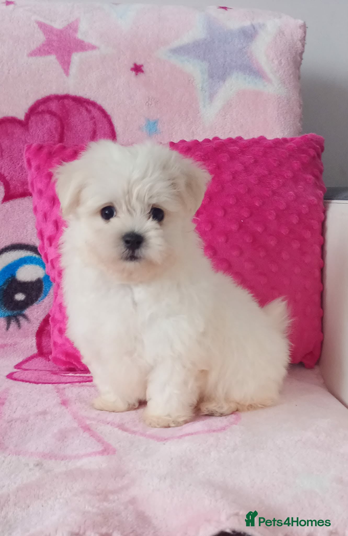 Maltese dogs Maltese Puppies  - Advert 4