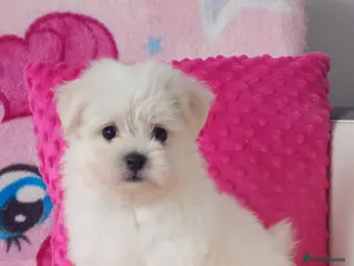 Maltese dogs Maltese Puppies - Advert 4