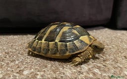 Hermann Tortoise reptiles for sale: Herman tortoise + entire setup - Image 8