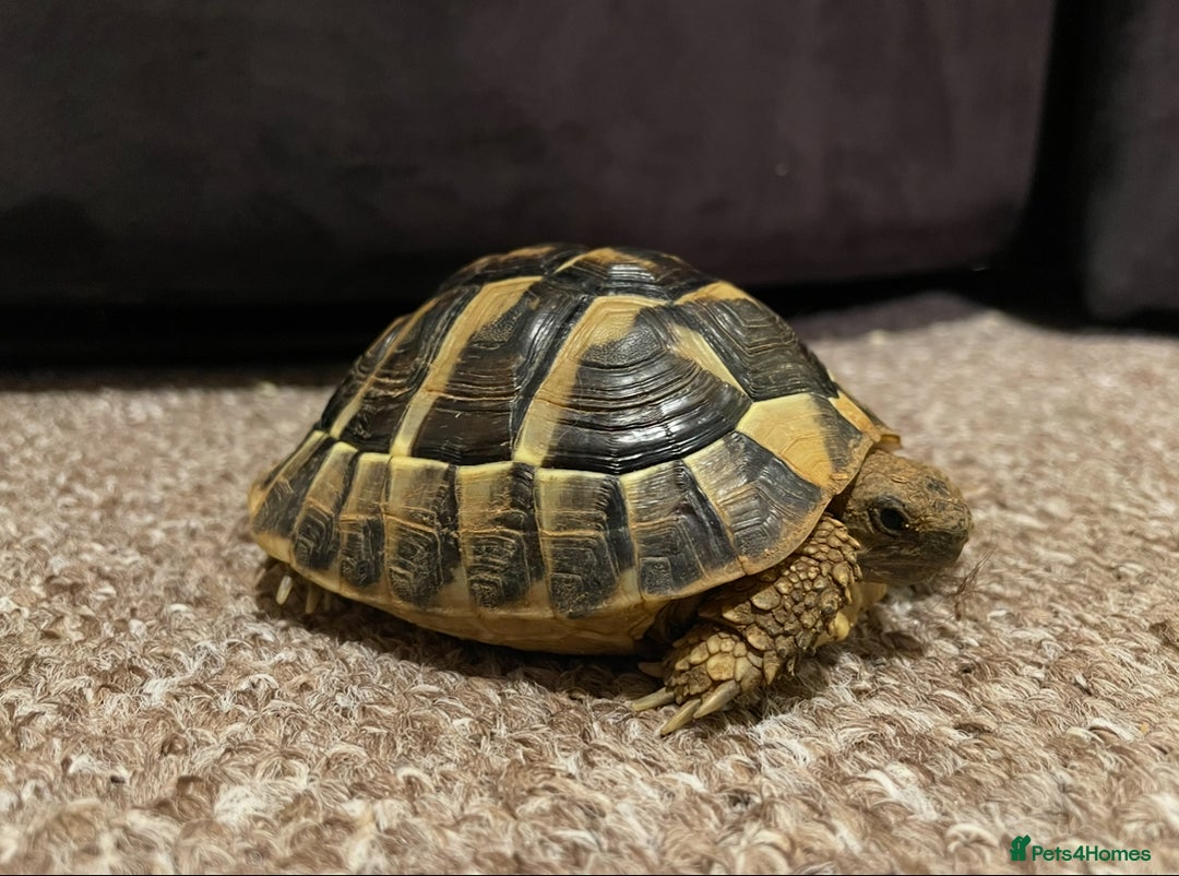 Hermann Tortoise reptiles for sale: Herman tortoise + entire setup - Image 8