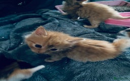 Mixed Breed cats for sale: Fluffy ginger & short fur calico 🐱🤩 - Image 14