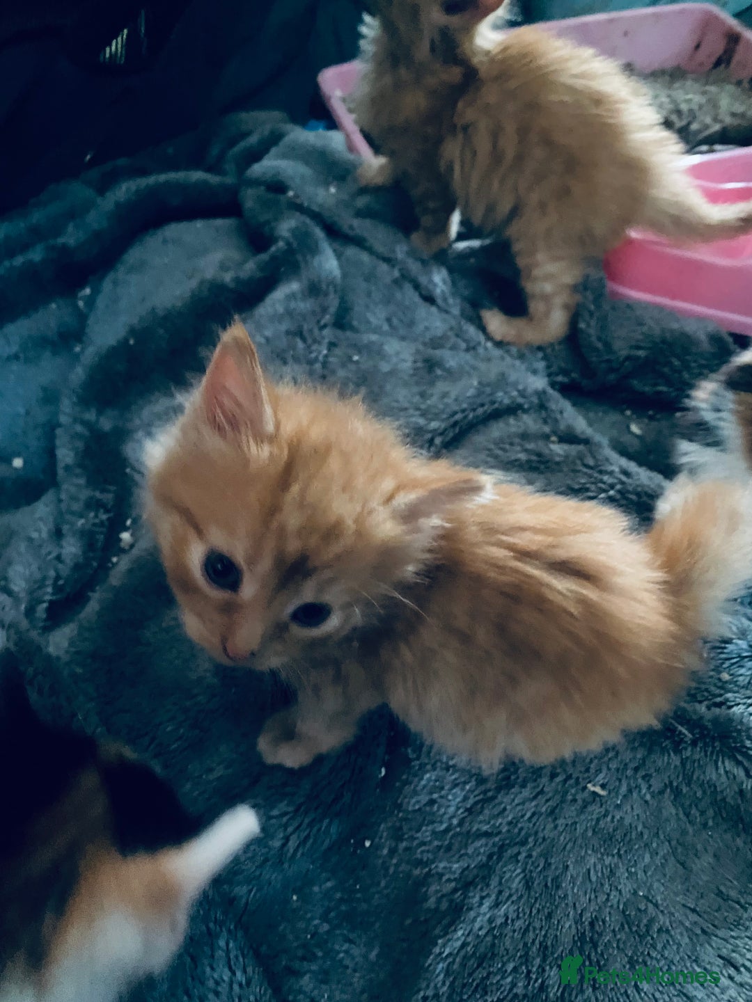 Mixed Breed cats for sale: Fluffy ginger & short fur calico 🐱🤩 - Image 14